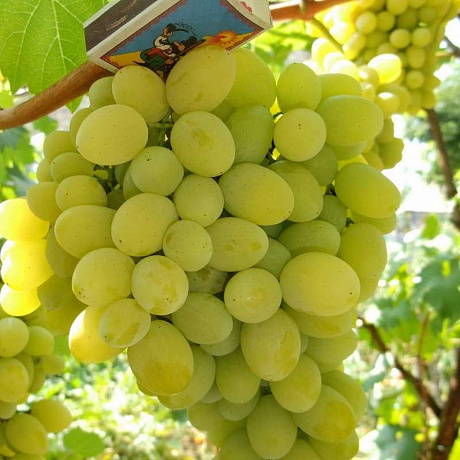 Виноград плодовый Белое Чудо фото Виноград плодовый Белое Чудо 