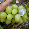Виноград плодовый Белое Чудо фото 3 