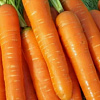 Морковь Нантская 4 фото 1 